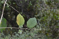 Symphorema involucratum